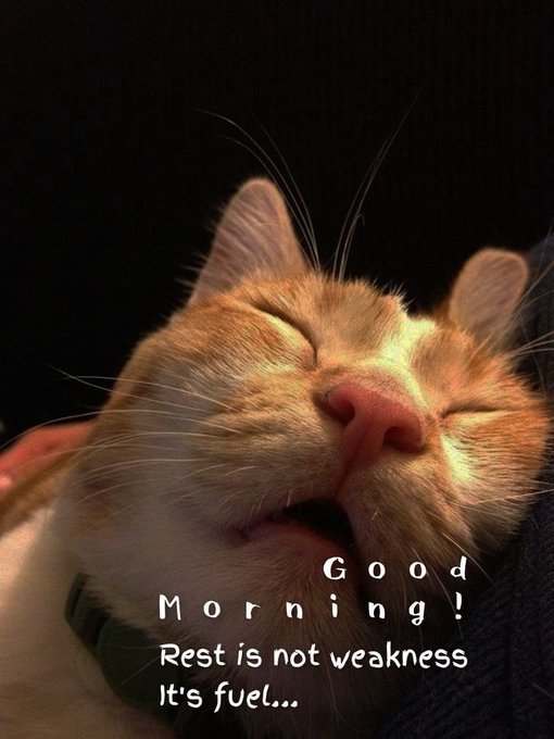 A close-up photo of a sleeping orange cat's face includes the overlaid text "Good Morning! Rest is not weakness, It's fuel..."