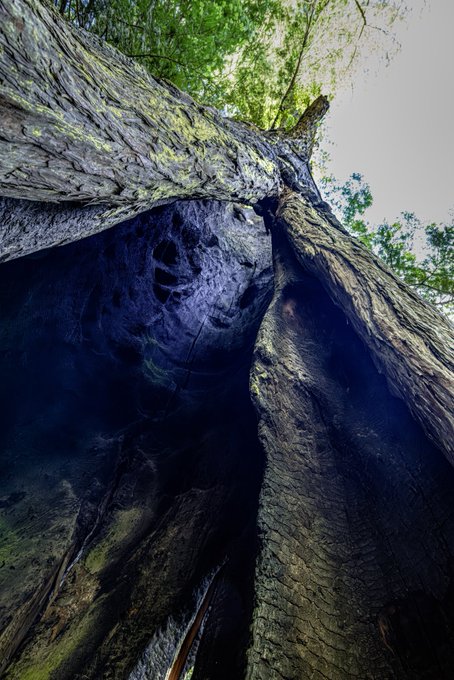 A dramatic low-angle shot looking up the massive trunk of an ancient tree, showcasing its textured, weathered bark and dark hollows against a pale sky with green canopy above. The image aligns with the theme of "Trees, the silent storytellers of nature," emphasizing the tree's grandeur and the quiet narratives held within its rugged surface.