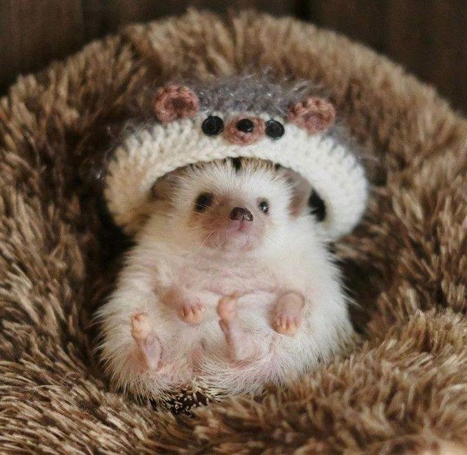 An adorable baby hedgehog with white and cream fur lies on its back wearing a tiny knitted hedgehog hat, its tiny pink paws visible.