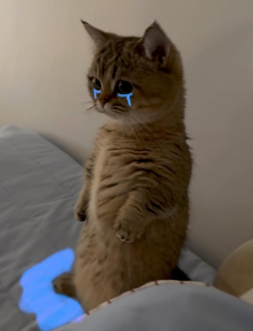 A tabby kitten sits upright on a bed, digitally edited with crying blue tears under its eyes.