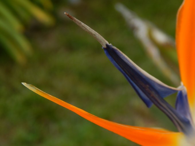A close-up of a Bird of Paradise flower (Strelitzia) featuring its distinctive orange petals and blue, pointed beak-like structure against a blurred green background.