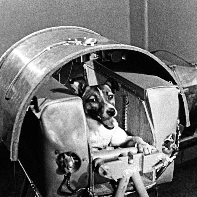 A black-and-white historical photograph shows a dog strapped into what appears to be a high-altitude or space flight capsule, with the canine looking calmly forward from its harness.