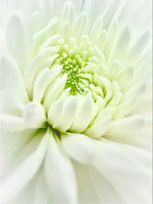 A close-up macro photograph shows the delicate white and pale green petals of a chrysanthemum in bloom.