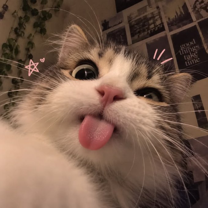 A silly tabby kitten with its tongue sticking out looks up at the camera, captioned with doodled stars and "good things take time" from the wall decor behind it.