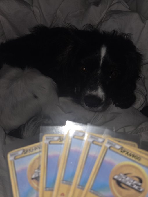 A black and white dog lies on a bed with white sheets, resting its head near a fanned-out display of Pokémon trading cards, including several that appear to be SRX900 cards.