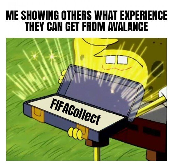 A SpongeBob SquarePants meme featuring the character excitedly opening a briefcase to reveal the text 'FIFACollect', with the caption 'ME SHOWING OTHERS WHAT EXPERIENCE THEY CAN GET FROM AVALANCE'.