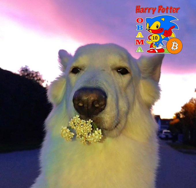 A close-up of a white dog with a flower in its mouth against a sunset sky, with a graphic overlay reading 'Harry Potter OBAMA' alongside Sonic the Hedgehog and Bitcoin logos.
