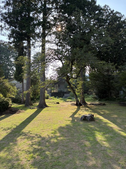 A sunlit backyard scene with tall evergreen trees casting long shadows across a green lawn, with a house partially visible behind the trees.