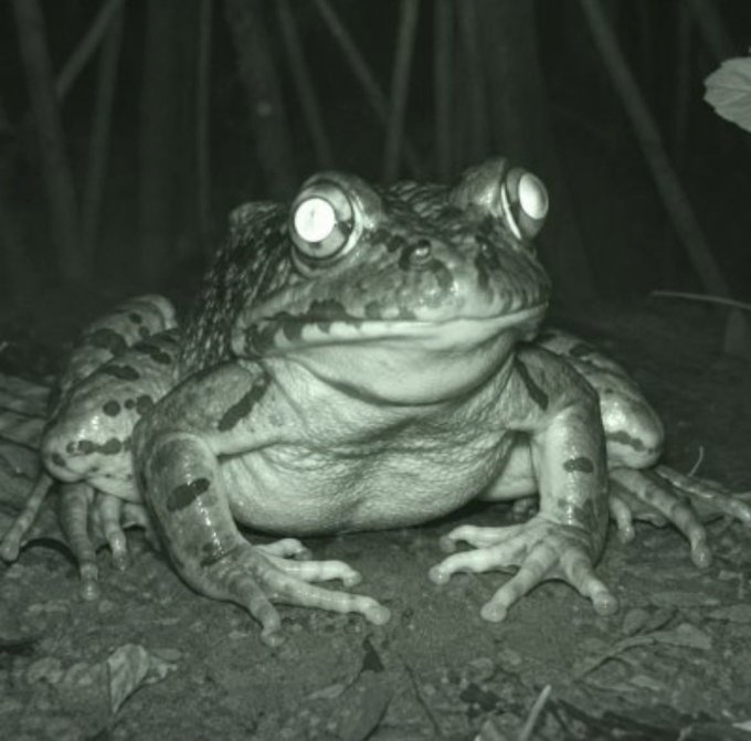 A night-vision photo shows a frog with glowing eyes sitting on the ground, likely intended to mock or compare the user's prominent online presence to that of a "Boug frog."