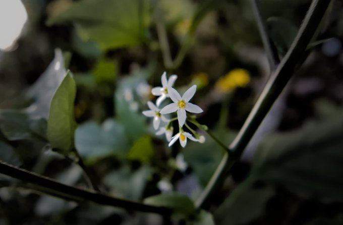 A close-up nature photograph features small white star-shaped flowers with yellow centers blooming among dark green foliage.