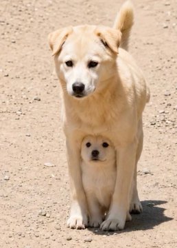 A tan dog sits on a dirt path with a second smaller dog's head appearing between its front legs, creating the illusion of a two-headed dog.
