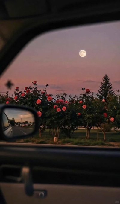 A full moon hangs in a soft pink dusk sky over a row of blooming pink rose bushes, viewed through the passenger window of a car, with the side mirror reflecting a quiet road.