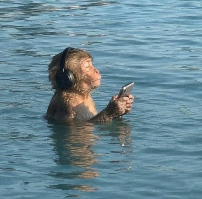 A monkey wearing headphones sits submerged in water, intently looking at a smartphone it's holding.