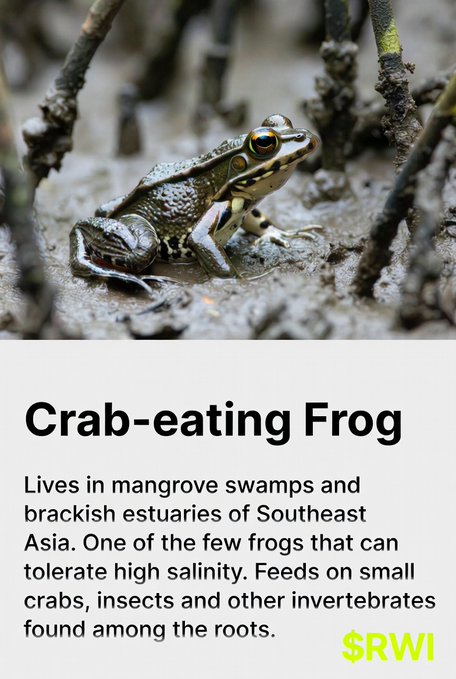 A Crab-eating Frog sits among the mangrove roots in its brackish estuarine habitat, illustrating the unique Southeast Asian ecosystem supported through Meme for Trees' mangrove replanting initiatives via TreeGens.