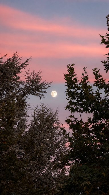 A full moon shines through tree branches against a sky painted with soft pink and purple sunset clouds.