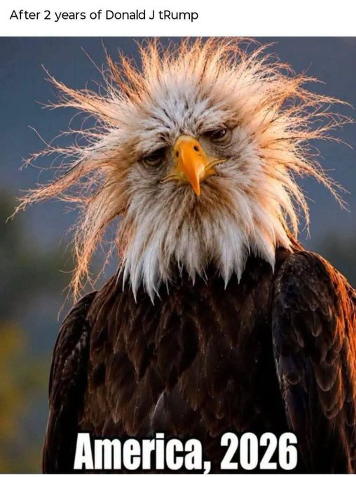 A political meme showing a bald eagle with messy, wind-blown feathers, captioned 'After 2 years of Donald J Trump' at the top and 'America, 2026' at the bottom.