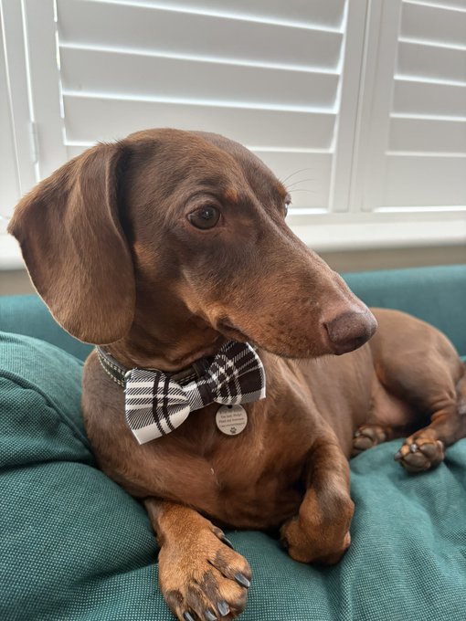 A photograph of a brown dachshund dog wearing a black and white plaid bow tie with an ID tag, lying on a teal couch in front of white window shutters.