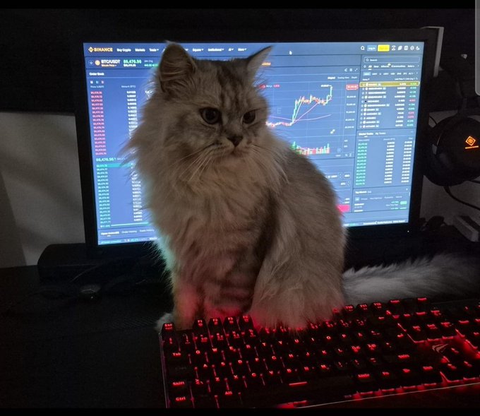 A fluffy light-colored cat perched in front of a computer monitor displaying the Binance trading platform with a BTC/USDT chart, sitting above a red-backlit keyboard.