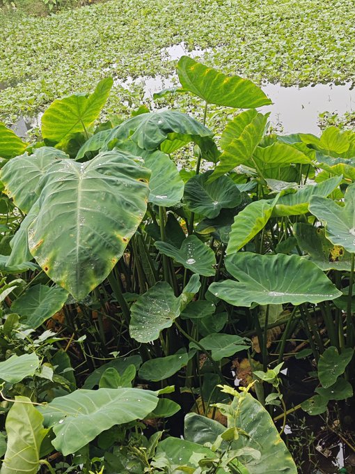 Lush green elephant ear plants grow densely along the edge of a waterway covered in aquatic vegetation, symbolizing the steady, organic growth and resilience echoed in the post's message about consistent building and thriving communities.