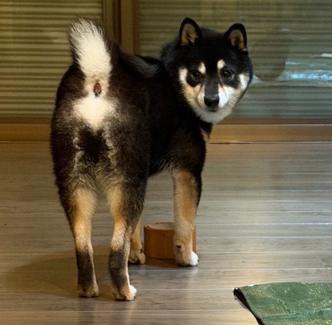 A black and tan Shiba Inu stands on a wooden floor, with its tail curled upwards, showing its fluffy fur. The accompanying post, "Reflection Shiba," suggests the image captures a moment of introspection for the dog.