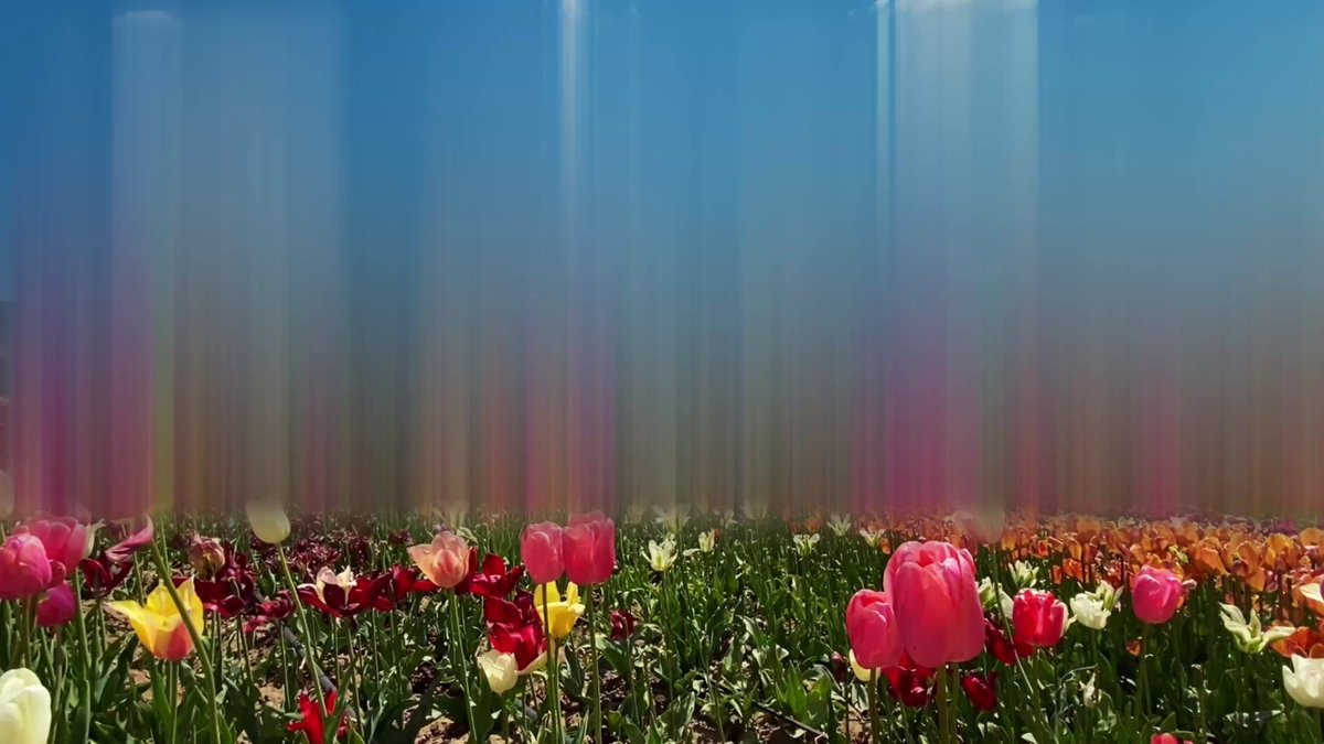 The image features a field of flowers with various colors, including pink, white, yellow, and red. The flowers are scattered throughout the scene, creating an impressionistic view that captures the essence of nature's beauty. The sky above the field is blue, providing a serene backdrop to the vibrant display of flora below. In the image, there is also text present, which reads "Collected 'its time to Rise #56' by @faraz_xyz @objktcom #tezostuesday". This adds an interesting layer of context and intrigue to the scene, as it suggests that the flowers are blooming in a timely manner.