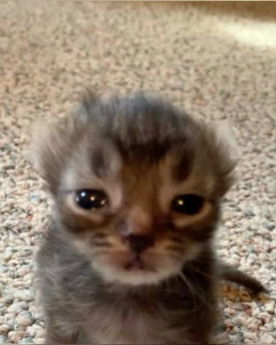 An adorable gray tabby kitten with big, soulful eyes looks up from a carpeted floor, perfectly embodying the "free cat" concept of the freemint NFT project being discussed. The kitten's wide-eyed, slightly pleading expression visually reinforces the post's casual, low-risk appeal of minting a free digital cat with no upfront cost.