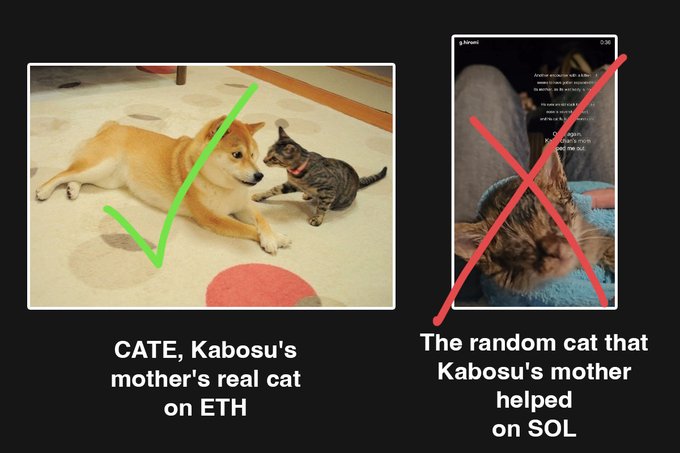 The image shows two cats with a green checkmark over a Shiba Inu named CATE (Kabosu's mom's real cat on ETH) and a red X over a random cat (claiming to be the cat Kabosu's mom helped on SOL), visually debunking a false narrative about the $CATE token's legitimacy across blockchain networks.