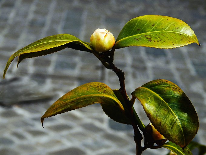A close-up photograph of a camellia plant featuring a single pale yellow flower bud nestled among glossy green leaves with some yellowing spots, set against a blurred patterned background.