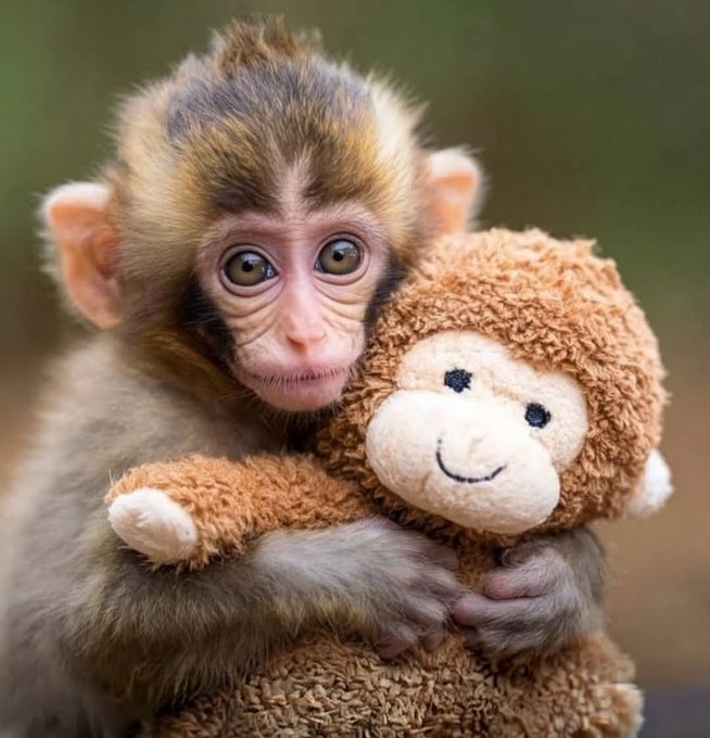 The image shows a small monkey with large, expressive eyes tightly hugging a brown plush teddy bear. This connects to the post about $PUNCH, the famous monkey memecoin, highlighting the meme's enduring cultural relevance and massive daily viewership as the beloved generational monkey character continues to hold its iconic plush toy.