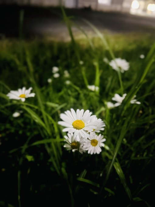 A close-up of white daisies with yellow centers growing in green grass at night, with blurred lights in the background.