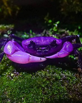A close-up photograph of a vibrant purple crab with light purple claws, resting on green moss in a dark environment.