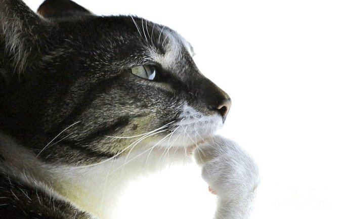 A close-up profile photograph of a tabby cat with white fur on its chin and chest, looking thoughtfully to the right against a plain white background.