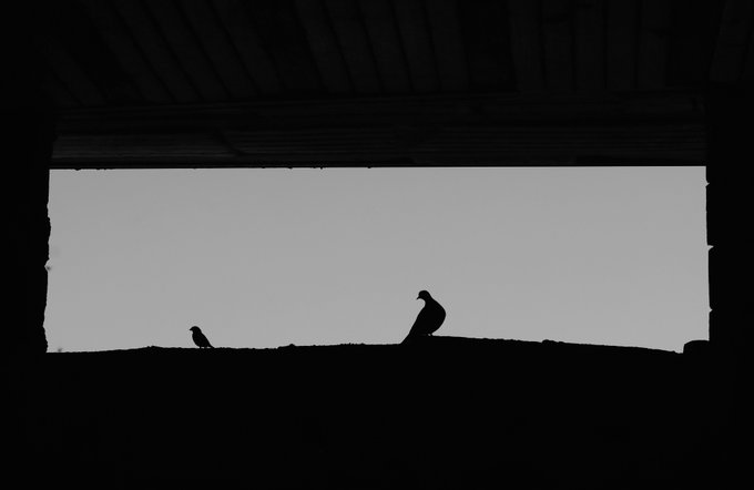 A black and white silhouette photograph of a cat and a bird sitting together on the edge of a roof, framed against a bright rectangular opening.