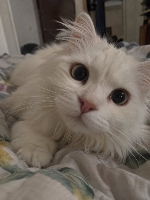 A fluffy white cat with striking eyes lies on a floral-patterned bed, gazing directly at the camera.