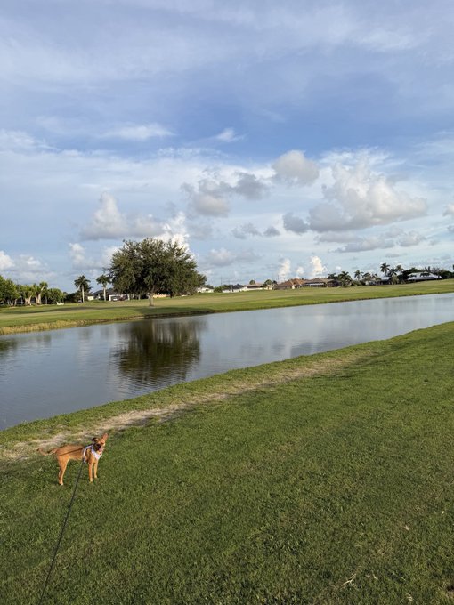 A scenic view of a dog on a leash standing on green grass near a calm canal, with a large tree and cloudy blue sky in the background.