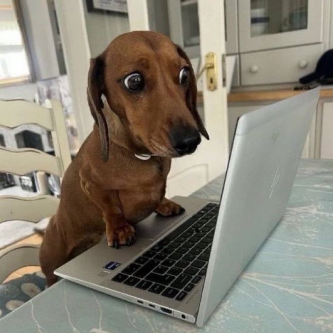 A brown dachshund with comically wide, cartoonishly enlarged eyes sits at a kitchen table looking at a laptop screen in a humorous photo edit.