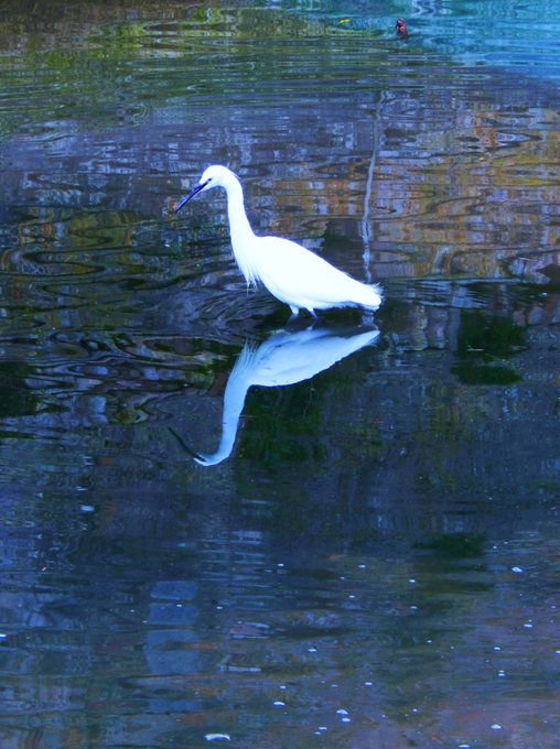 A white egret stands in shallow water with reflections of buildings visible on the rippled surface.