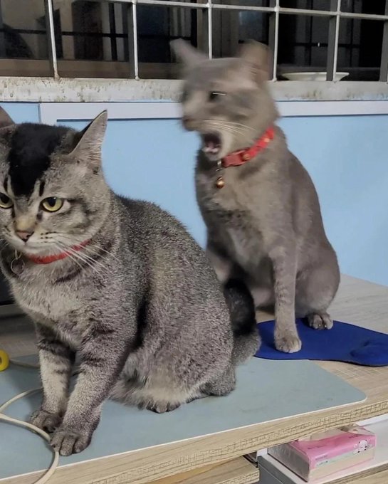 Two cats sitting on mats indoors; a tabby cat in the foreground sits calmly while a gray cat behind it yawns widely, both wearing red collars with bells.