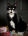 A black and white tuxedo cat with striking eyes sits upright among various items on the floor, perfectly embodying the "catfu" spirit as Skye makes her dojo debut.