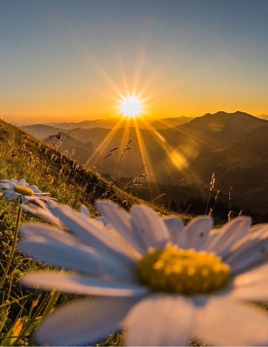 A bright sunrise over a mountain range, with sun rays beaming over the peaks and white daisy flowers in the foreground on a grassy hillside.