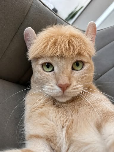 A ginger cat with bright green eyes sits on a gray leather couch, its fur styled into a bowl cut that resembles a human hairstyle.