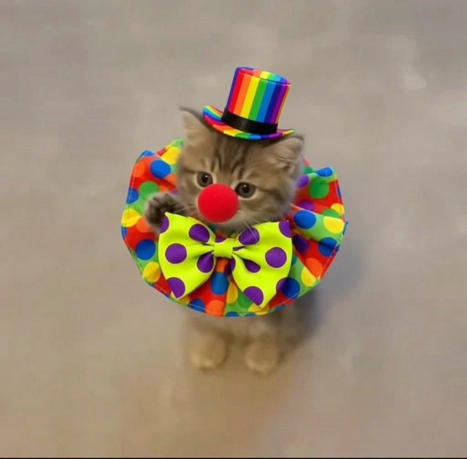 A kitten dressed as a clown with a colorful top hat, red nose, and polka-dotted collar and bow tie stands against a plain background. The image of a kitten in a silly, mismatched costume humorously mirrors the unpredictable, almost clownish randomness of betting on coins that move together — like trying to make sense of something inherently chaotic dressed up in colorful distractions.