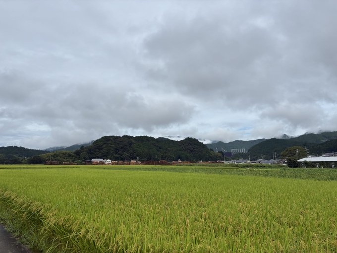 A green rice field stretches toward forested hills and a village beneath a cloudy, overcast sky.