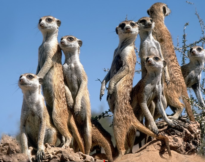 The image shows a group of nine meerkats standing together on top of a rock formation, possibly a cliff or a hillside. The meerkats are facing different directions, with some looking towards the camera while others look around them. They appear to be in a natural habitat and seem to be enjoying their time together as they stand close to each other.