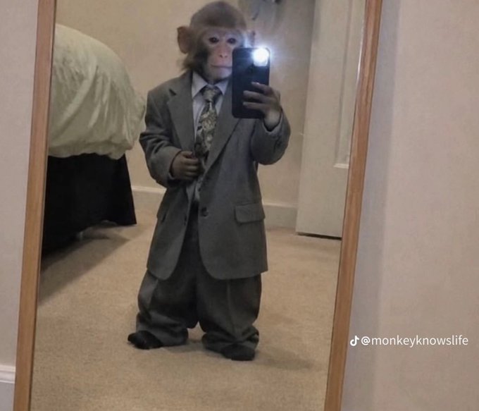 A small monkey dressed in a full grey business suit and tie stands on its hind legs taking a mirror selfie with a smartphone, with the TikTok handle '@monkeyknowslife' visible.