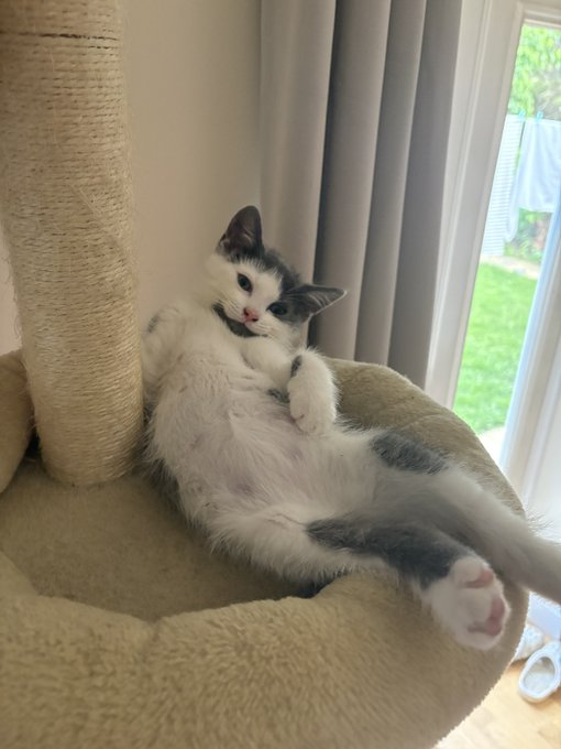 A black and white cat lounges on its back in a relaxed pose on a beige carpeted cat tree, with a glass door and laundry hanging outside visible in the background.