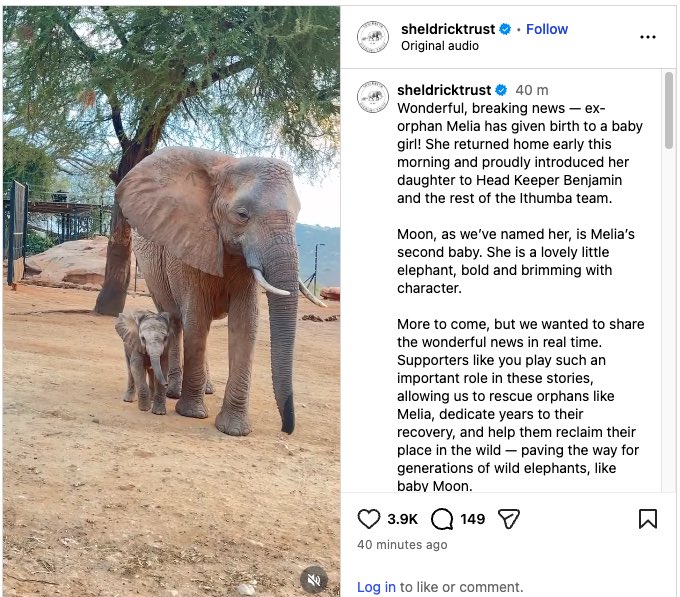 The image features a baby elephant standing next to an adult elephant, both of them appearing to be in a zoo setting. The text accompanying the photo includes information about the elephants' names, their birthplaces, and the names of people who contributed to their conservation efforts. The post also mentions that the elephants are named after two individuals: one is named Mela and the other is named Moong.