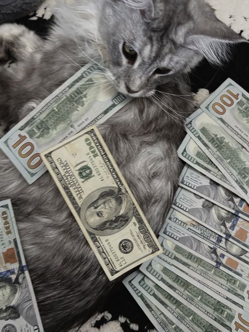 A fluffy gray cat lies on its back surrounded by scattered US $100 bills, with one bill placed across its chest.