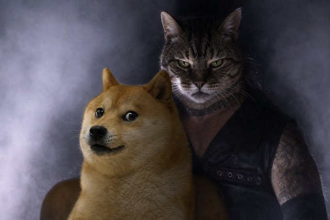 A Shiba Inu dog with a slight, knowing smile sits in the foreground beside a serious-looking tabby cat wearing a black tactical vest with visible metal eyelets. The cat's intense green eyes stare directly at the viewer while tattoos are visible on its arms, creating a dramatic portrait-style composition against a smoky gray backdrop. The image humorously personifies the crypto meme post about "CATE" outperforming dog coins, with the cat depicted as the confident, battle-hardened winner and the dog as the sheepish underdog—visually capturing the post's narrative that cats have "officially flipped dogs" in the crypto market.