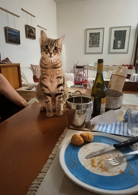 A tabby cat sits attentively at a dining table, positioned next to a bottle of wine, an ice bucket, and a plate with food remnants and utensils.